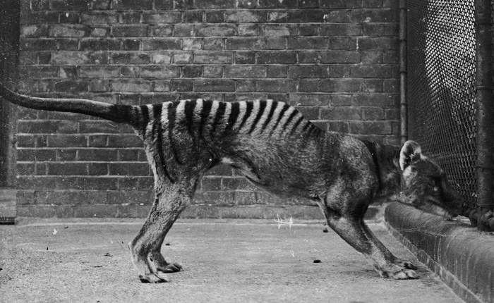 Cứ ngỡ đã tuyệt chủng từ những năm 1930, nhưng có lẽ hổ Tasmania vẫn còn tồn tại đâu đó ngoài kia