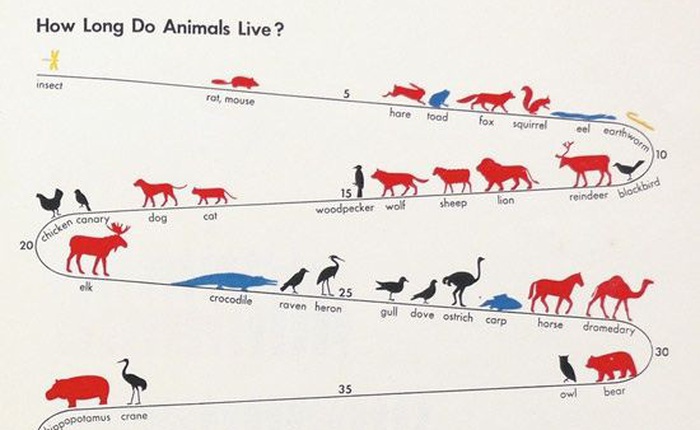 [Vietsub] Tại sao các loài động vật lại có tuổi thọ khác nhau đến vậy?