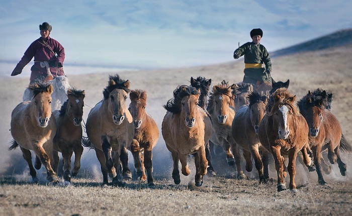 Đừng thấy "thấp bé, nhẹ cân" mà khinh thường, giống ngựa Mông Cổ được Cảnh sát Cơ động Việt Nam sử dụng là hàng "xịn" đấy!