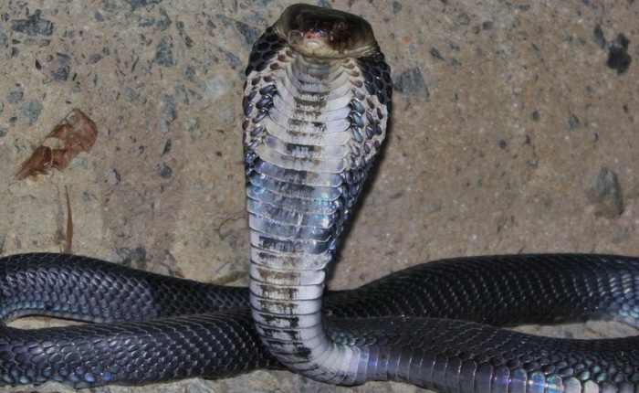 Nghiên cứu mới: rắn chính là trung gian truyền bệnh viêm phổi Vũ Hán