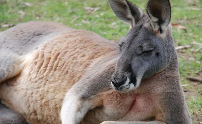 Con kangaroo hồn nhiên vào nhà dân ăn vụng rồi còn đấm người đến mức phải nhập viện vì gãy cổ tay