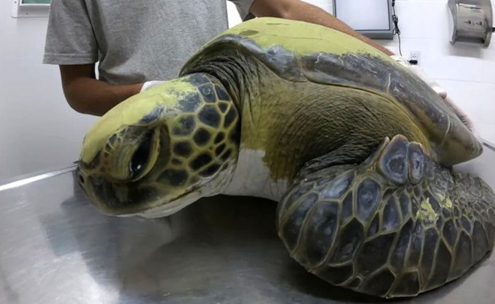 Một con rùa xanh quý hiếm phải uống thuốc xổ cả tháng trời mới thải hết rác nhựa trong bụng ra ngoài