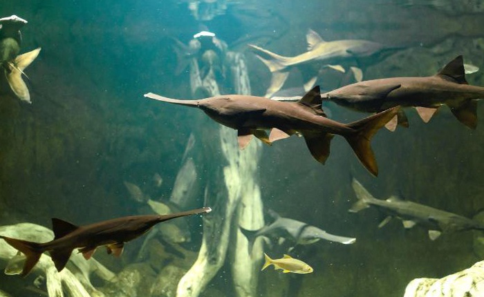 Trung Quốc: Loài cá 200 triệu năm tuổi sống trên sông Trường Giang chính thức bị tuyệt chủng