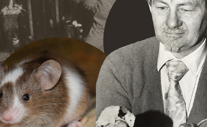 Thành phố chuột: Thí nghiệm động vật ghê rợn nhất từng được thực hiện, sự diệt vong của bầy chuột gợi mở suy ngẫm về tương lai nhân loại