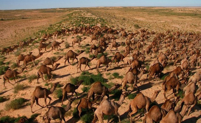 Úc giết 10.000 con lạc đà vì xâm chiếm đất đai và uống quá nhiều nước