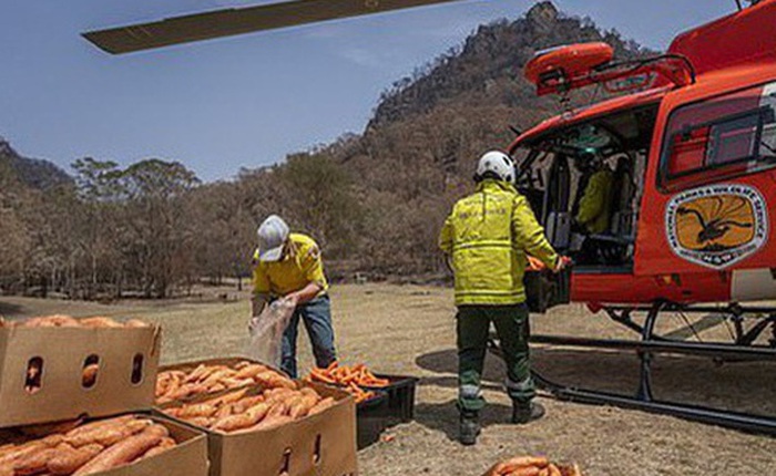 Úc: "Mưa" cà rốt và khoai lang cứu đói động vật bị cháy rừng