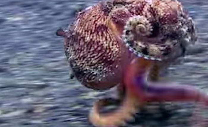 Clip: Chú bạch tuộc ba chân bốn cẳng chạy nước rút dưới đáy biển gây sốt MXH