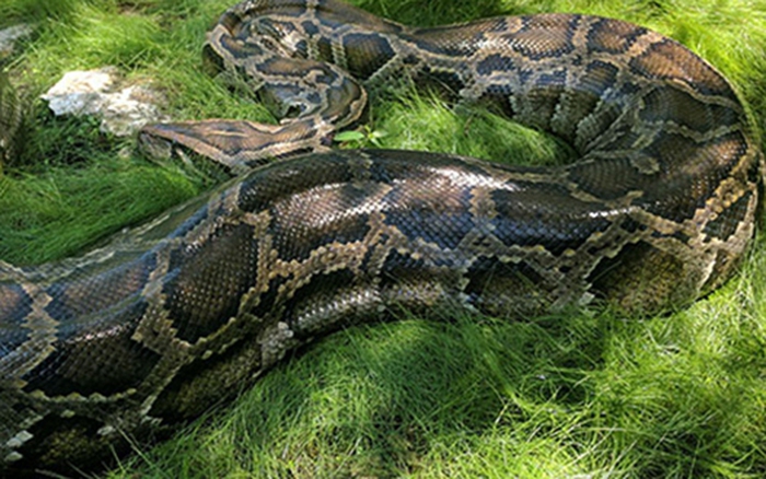 Snake Wallpaper Ứng dụng trên Google Play #41 Snake Wallpaper Ứng dụng trên Google Play