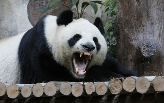 Gấu trúc khổng lồ có vẻ ngoài rất dễ thương, tại sao người ...
