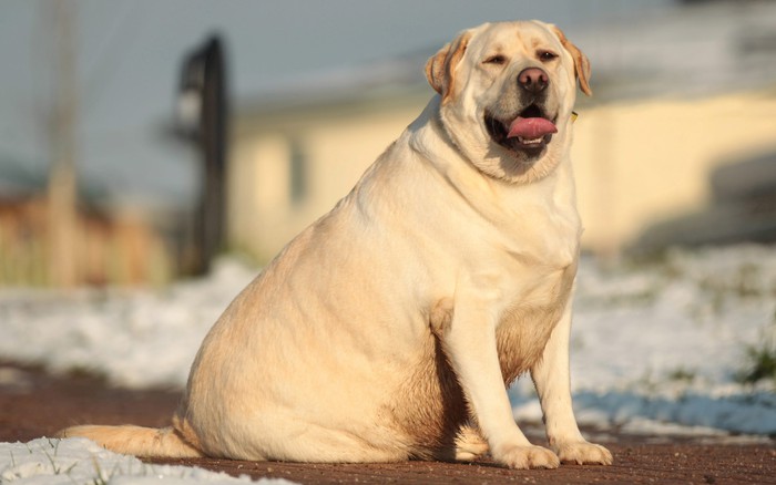 Chó tha mồi Labrador có một gen kỳ lạ, khiến chúng lúc nào ...