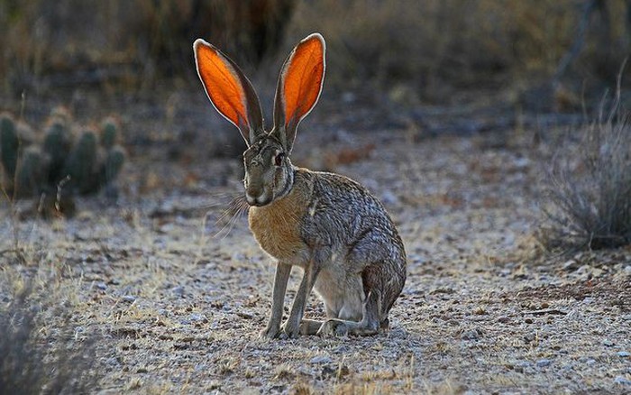 Tai to cũng là một lợi thế: Bí mật sinh tồn của loài thỏ Antelope Jackrabbit!