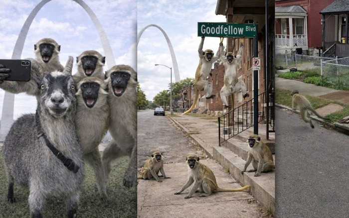 세인트루이스 중심부의 우리에서 탈출한 원숭이와 인공지능으로 인한 새로운 문제로 관리들은 혼란스러워졌습니다.