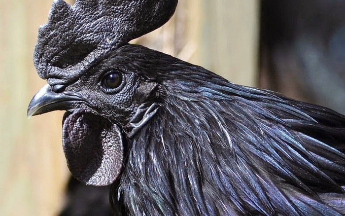 Cận cảnh loài gà đặc biệt nhất thế giới - đen từ đầu tới chân, từ trong ra  ngoài