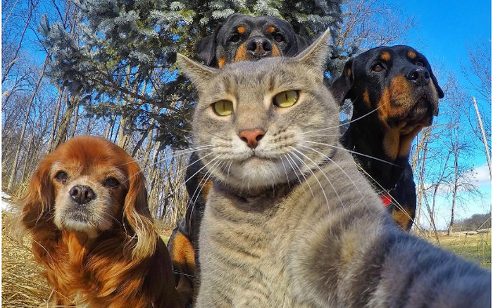 Những bức ảnh mèo selfie viral đang \