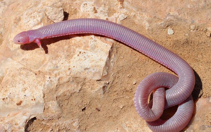 Chiêm ngưỡng ngoại hình kỳ lạ của sinh vật nửa giun nửa rắn nhưng lại có 2  chân