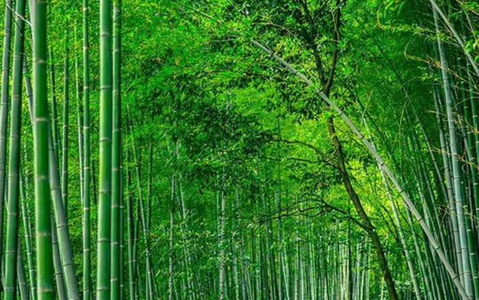 Tổng hợp với hơn 106 hình nền rừng trúc tuyệt vời nhất  Tin học Đông Hòa