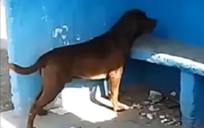 Kỳ lạ chú chó dành 3 ngày để nhìn chằm chằm vào một bức tường gây xôn xao cộng đồng mạng