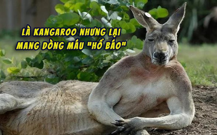 Bạn có biết rằng kangaroo là một trong những động vật điển hình của Australia không? Đến xem hình để khám phá thế giới của chúng và những bí mật thú vị về cách chúng sinh sống.