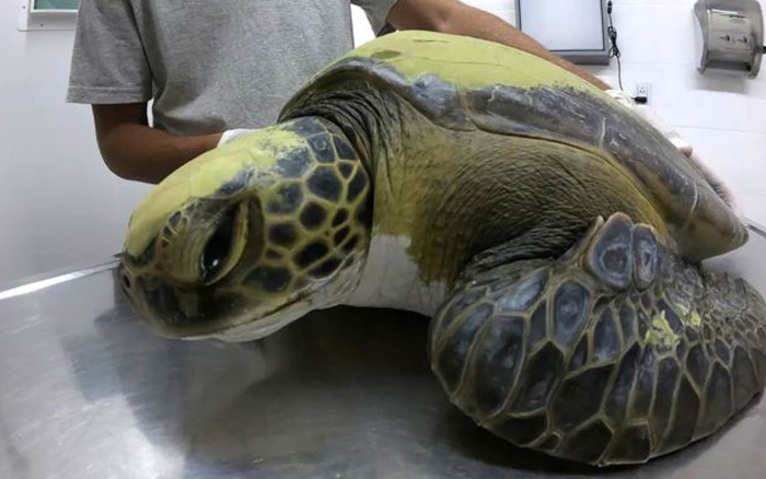 Một con rùa xanh quý hiếm phải uống thuốc xổ cả tháng trời mới thải hết rác  nhựa trong bụng ra ngoài